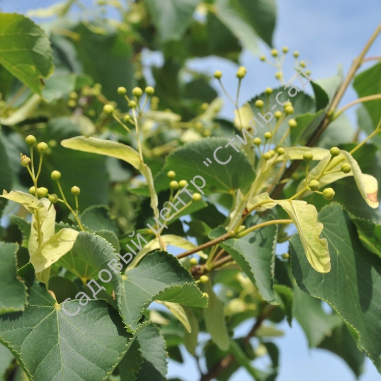 Липа мелколистная сердцевидная