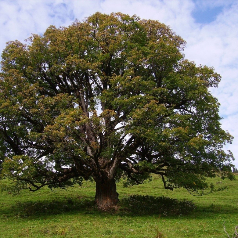 Явор дерево как выглядит