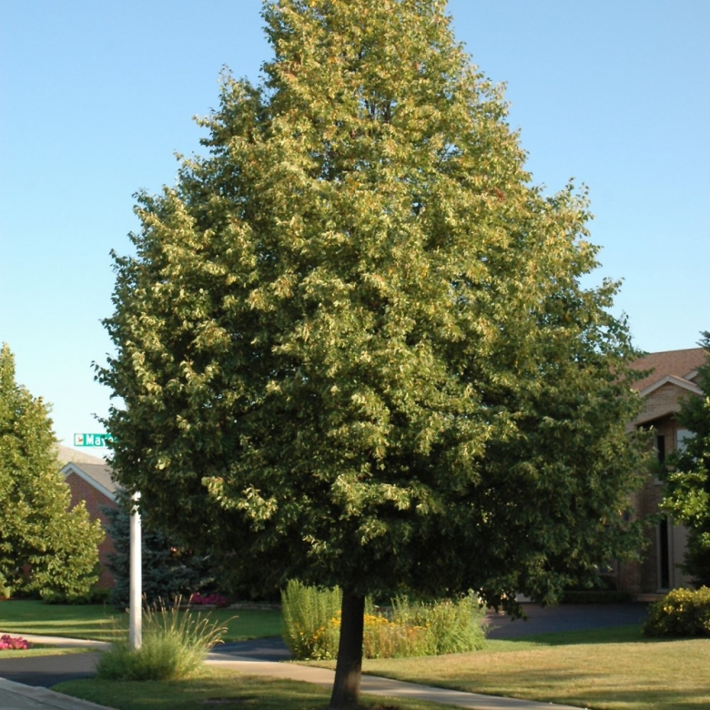 Липа мелколистная tilia cordata