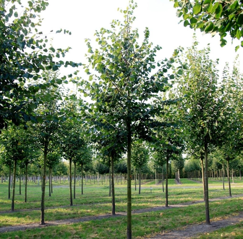 Липа мелколистная Tilia cordata