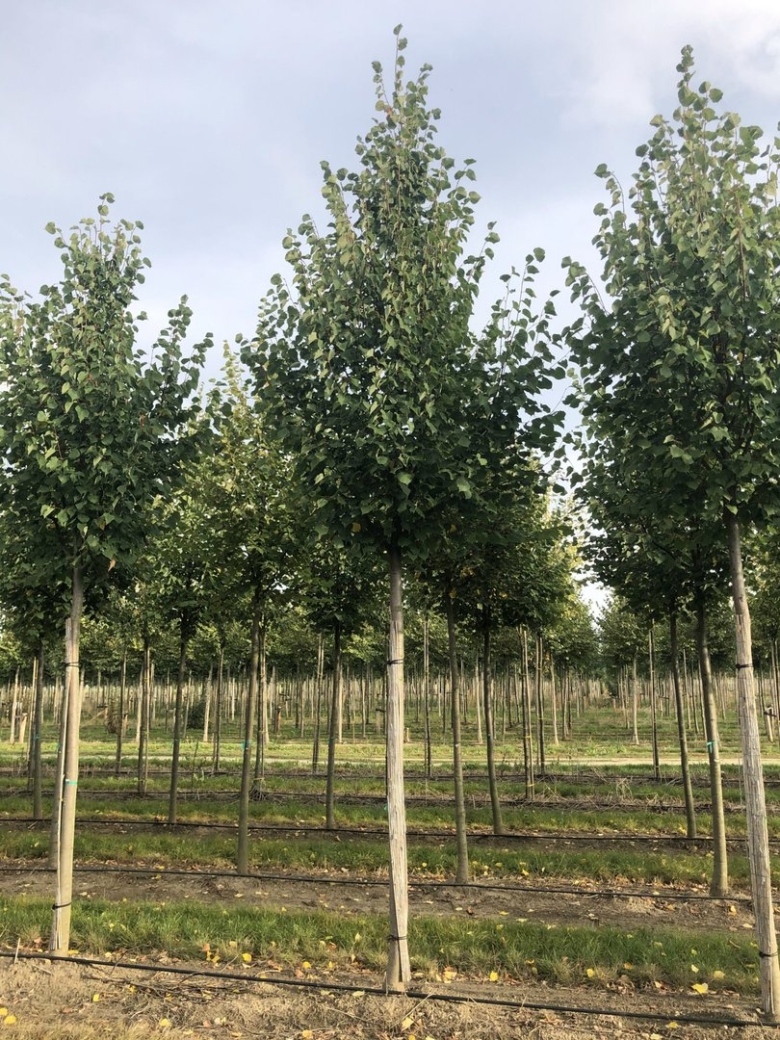 Tilia platyphyllos ‘orebro’
