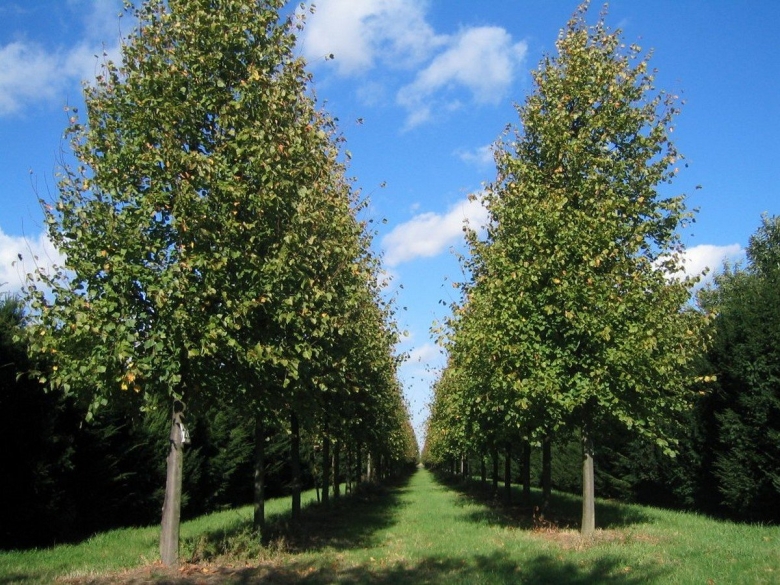 Липа мелколистная роелво