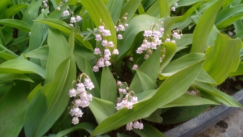 Ландыш майский розеа