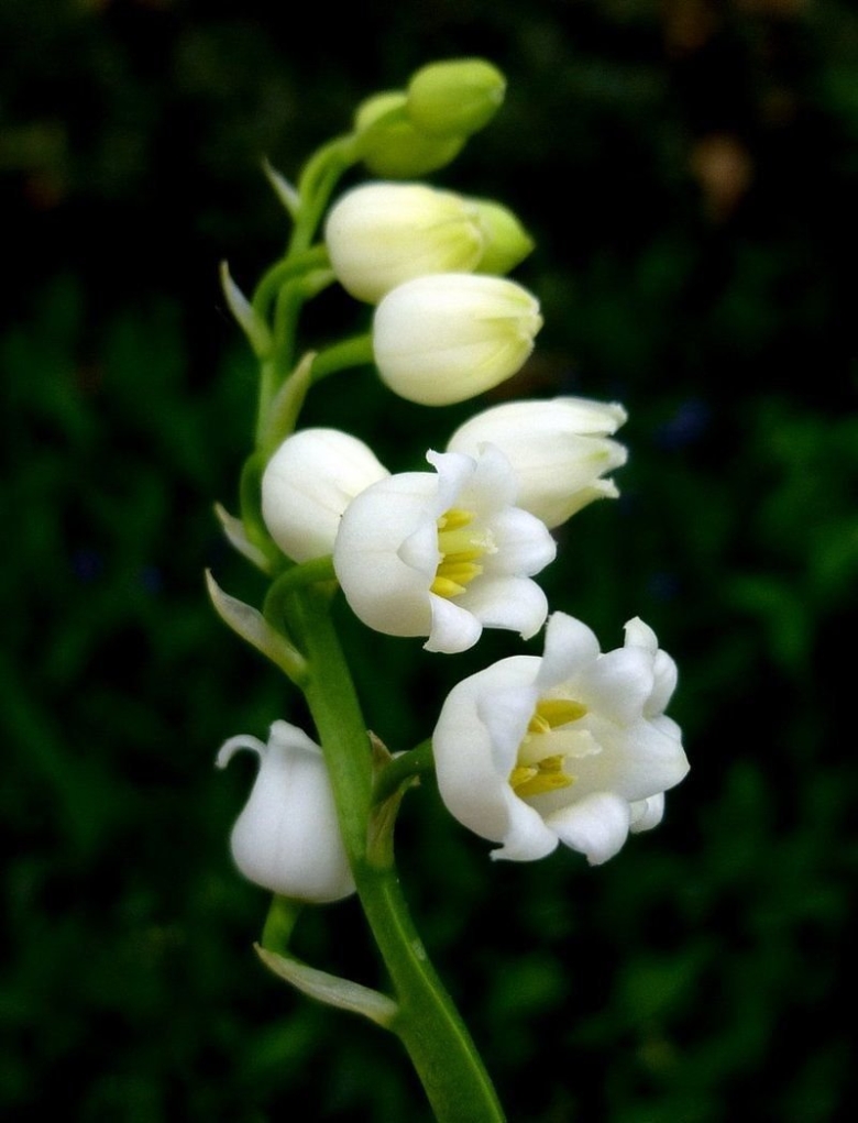 Ландыш Майский Вайт