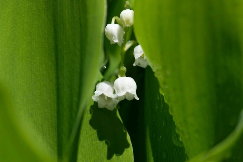 Ландыш майский  grandiflora