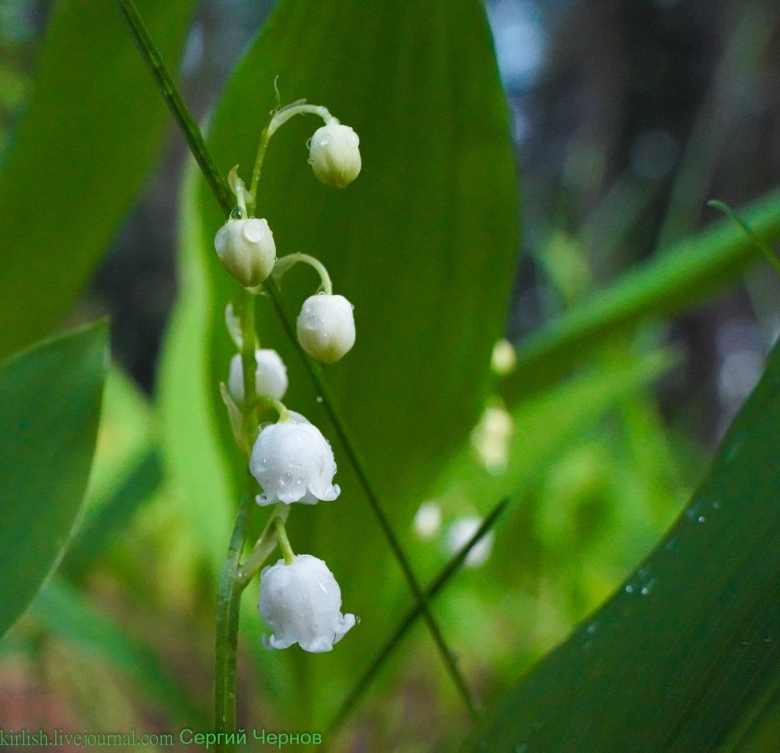 Спасибо Ландыши