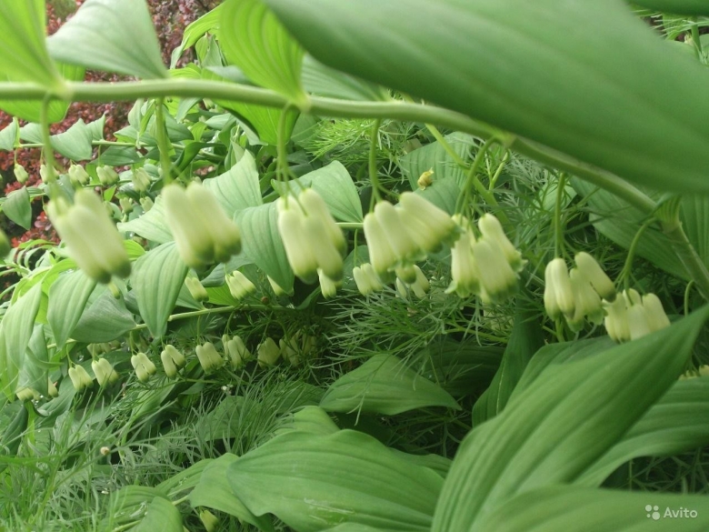 Садовый Ландыш купена