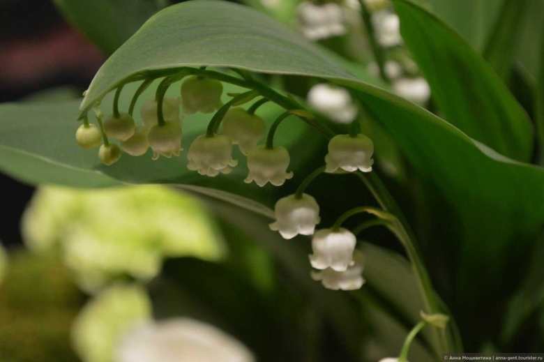 Высушенные Ландыши