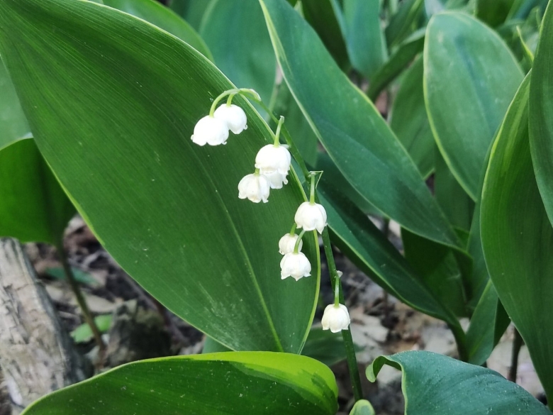 Convallaria Majalis