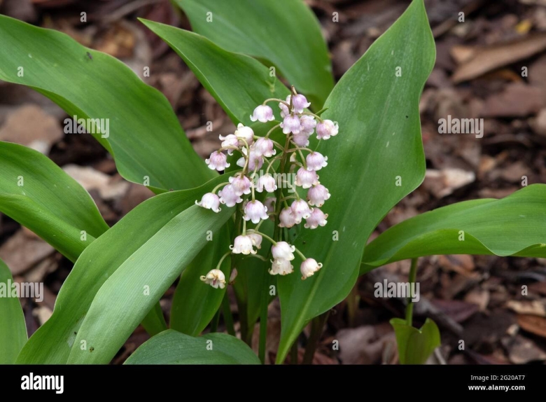 Convallaria Majalis проводящий пучек