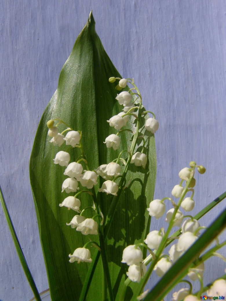 Китайский Ландыш цветок