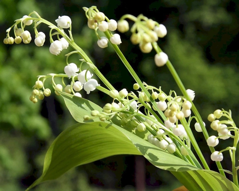 Ландыш цветок Лесной