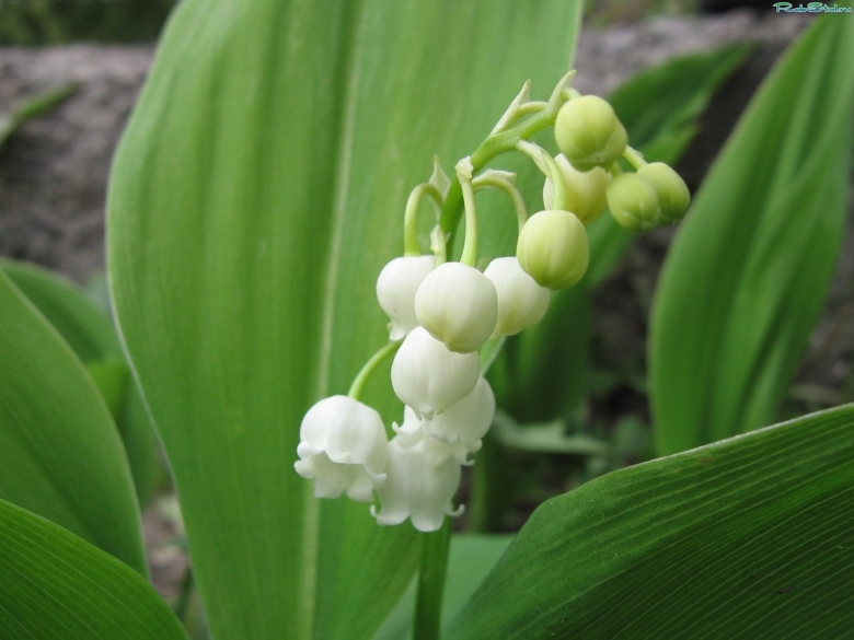 Корневище ландыша