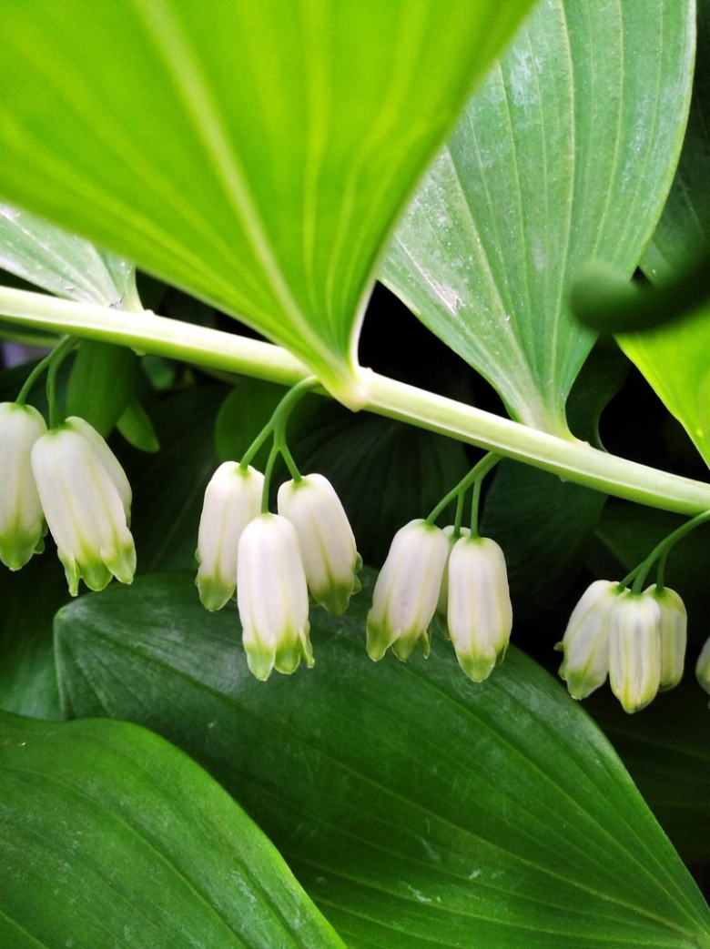 Садовый Ландыш купена