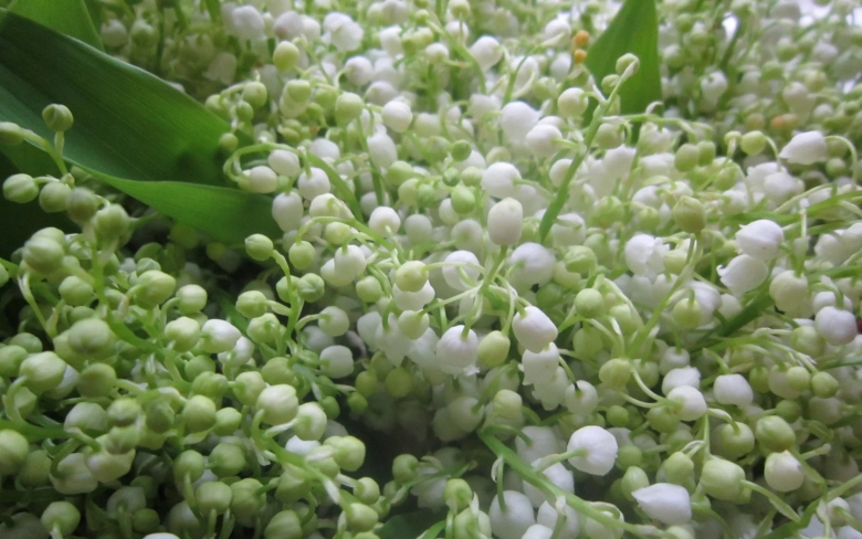 Поляна ландышей