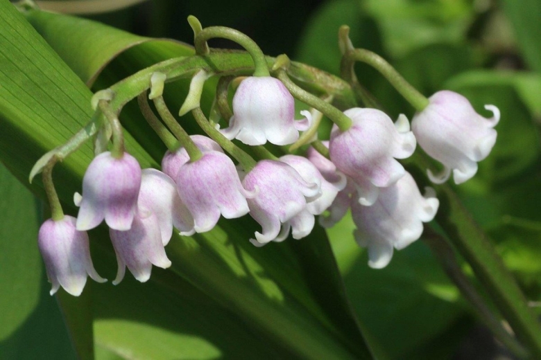 Ландыш Майский Розеа