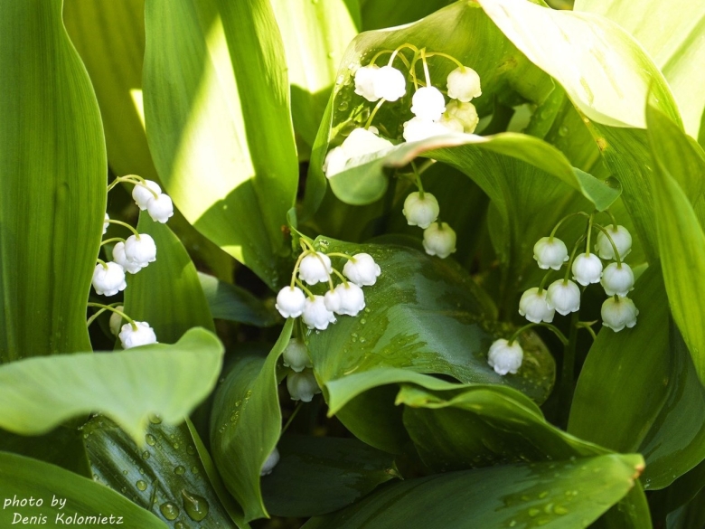 Цветы похожие на Ландыши название