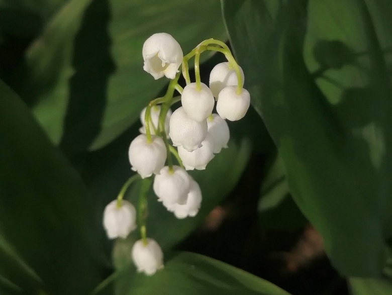 Офиопогон Convallaria Majalis