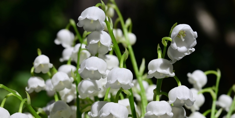 Ландыши цветок