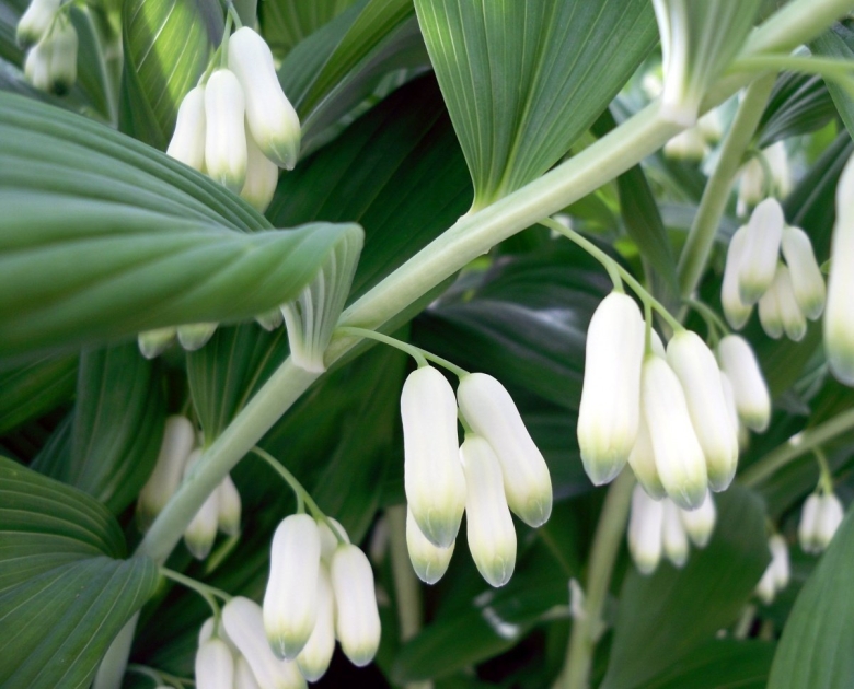 Садовый Ландыш купена