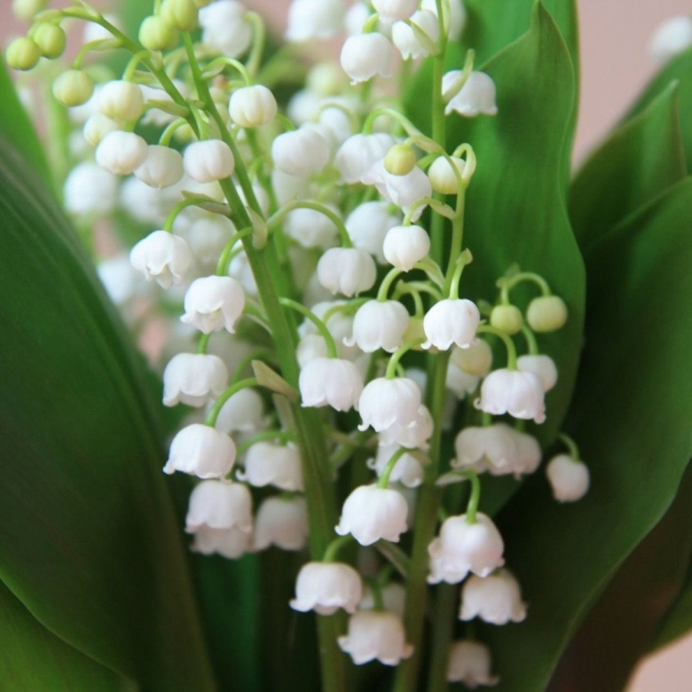 Ландыши майские