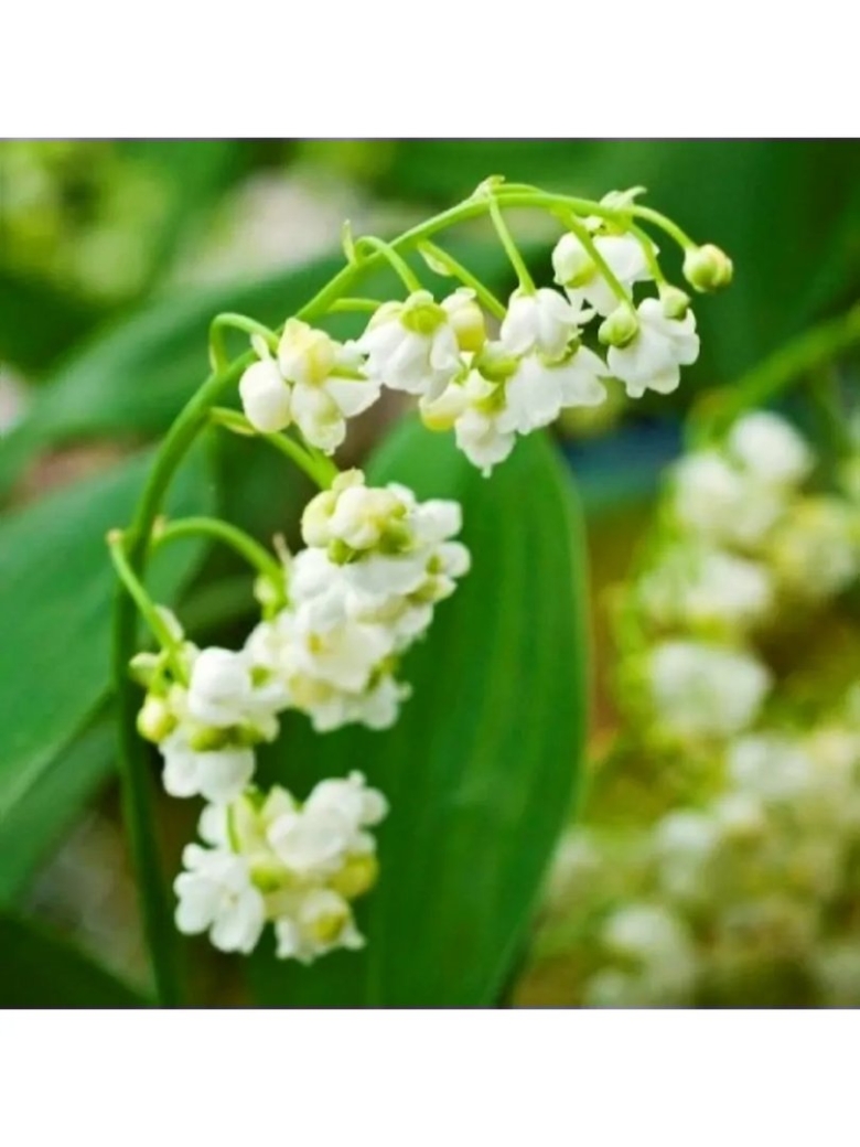 Ландыш пролификанс махровый