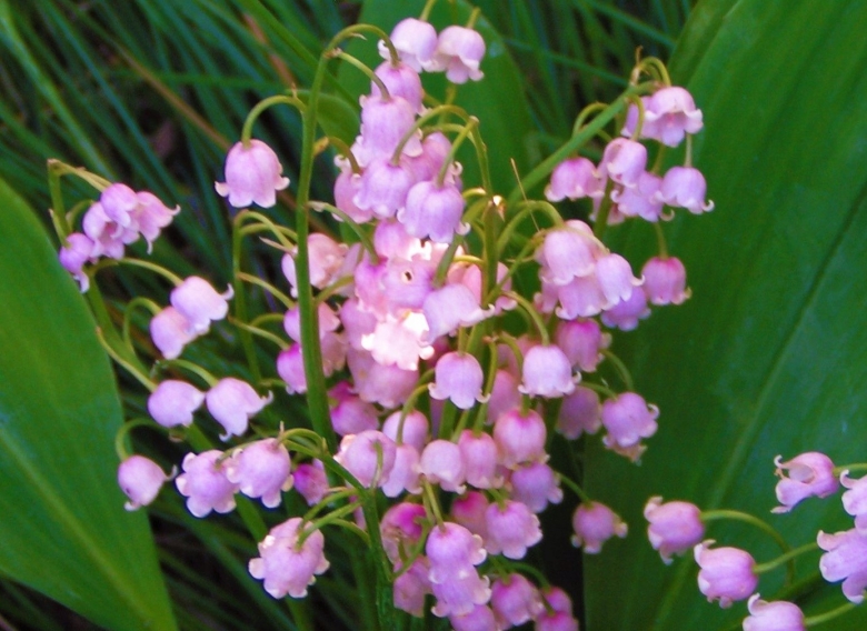 Ландыш Convallaria Majalis rosea