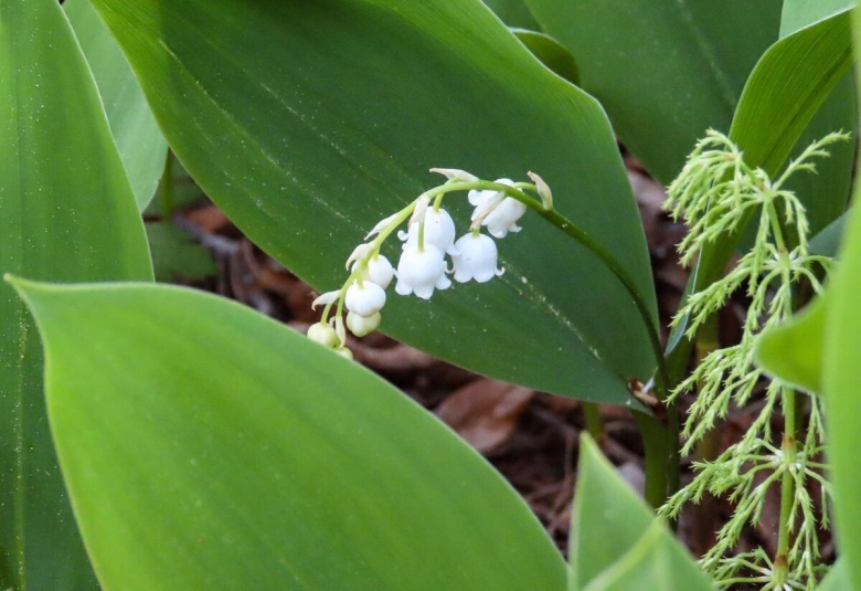 Ландыши нераспустившиеся