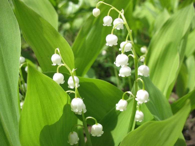 Ландыш дальневосточный