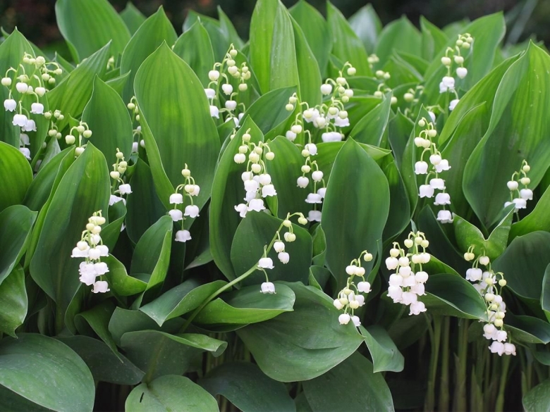 Ландыш теневыносливое растение