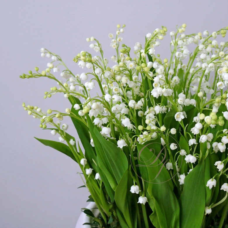 Ландыши в корзинке