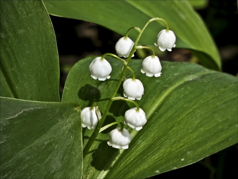 Синие Ландыши