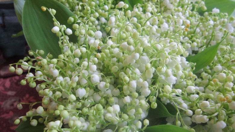 Огромный букет ландышей