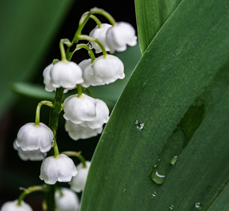 Цветение ландыша
