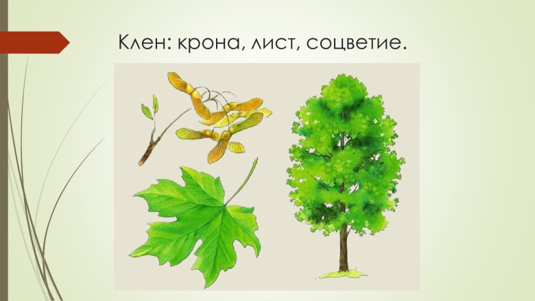 Деревья для дошкольников