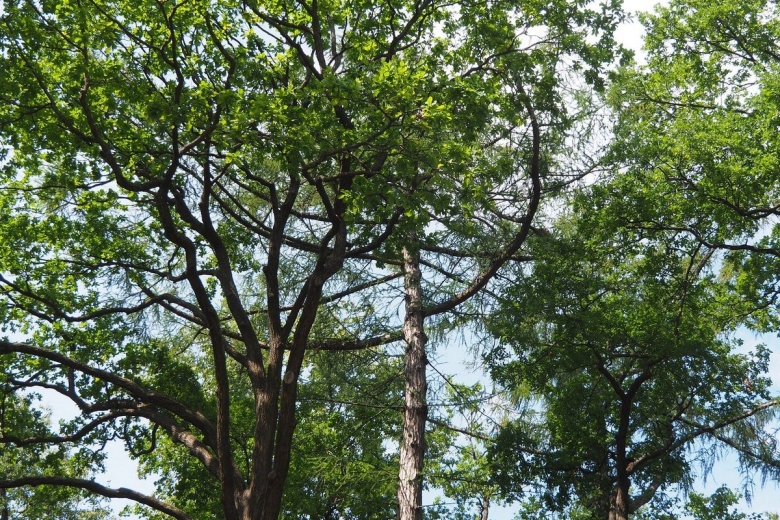 Деревья Ленинградской области