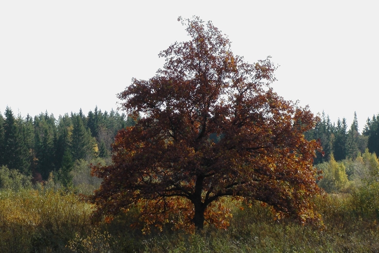 Деревья Ленинградской области с названиями