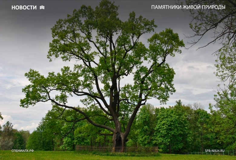 Деревья памятники живой природы
