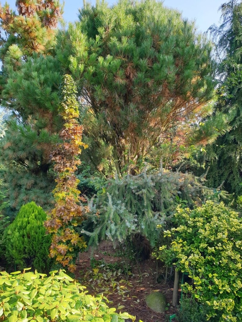 Деревья Ленинградской области