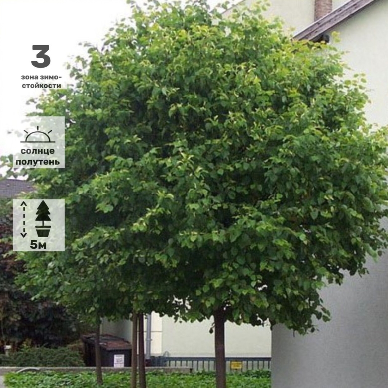 Липа мелколистная Грин Глоб