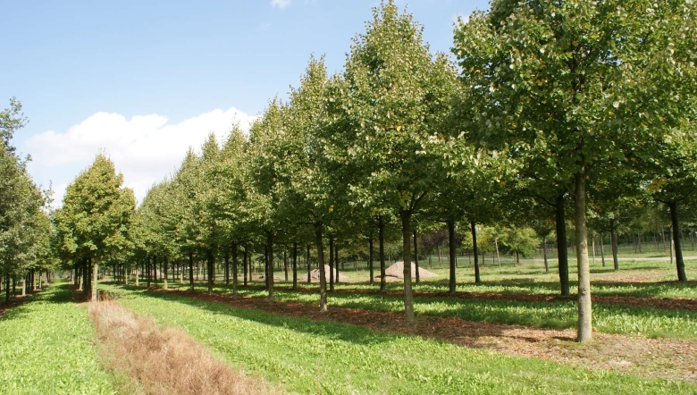 Липа мелколистная Паллида