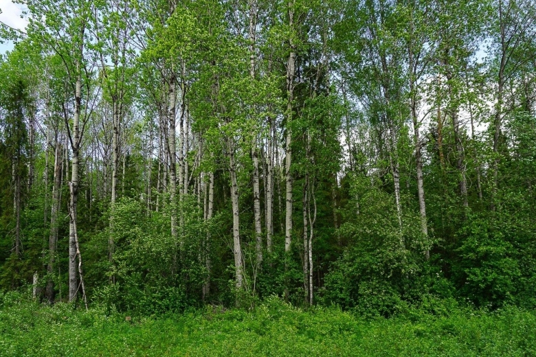 Диковский лес Вологодский район