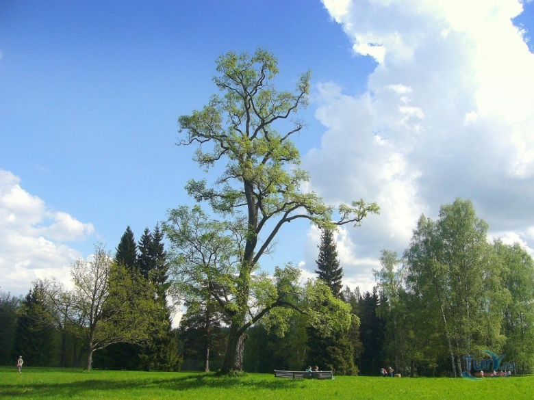 Ленинградские деревья