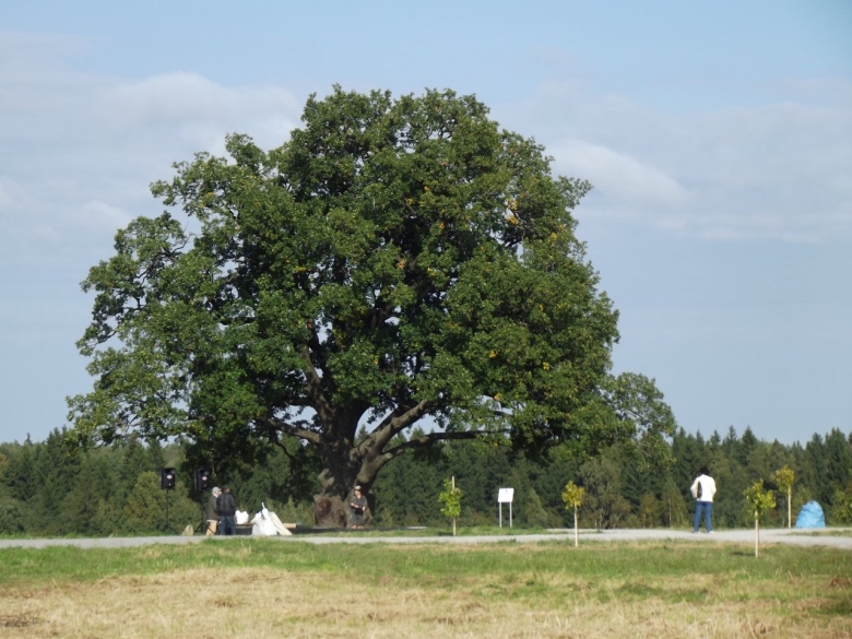 Дуб черешчатый Ленинградская область
