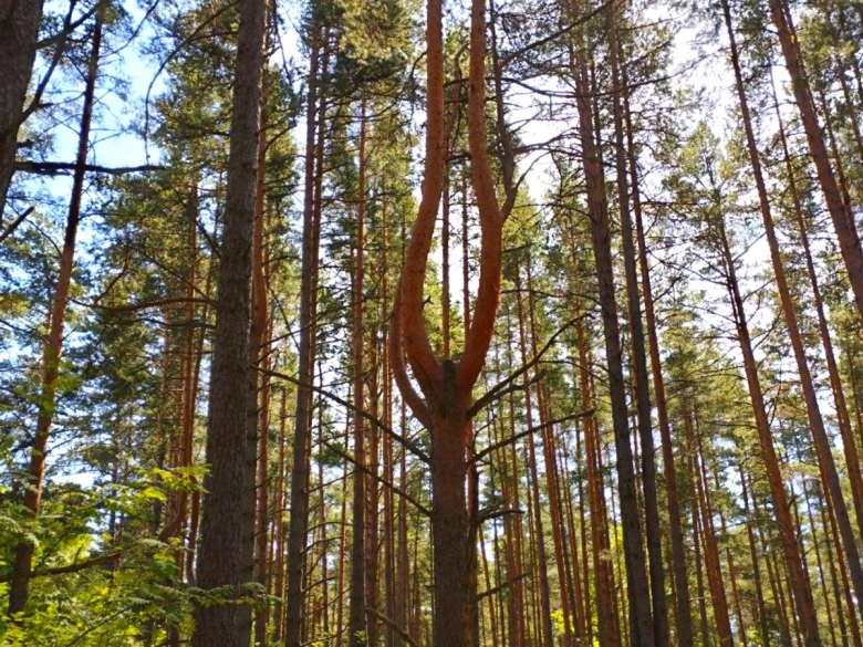 Деревья Ленинградской области фото с названиями