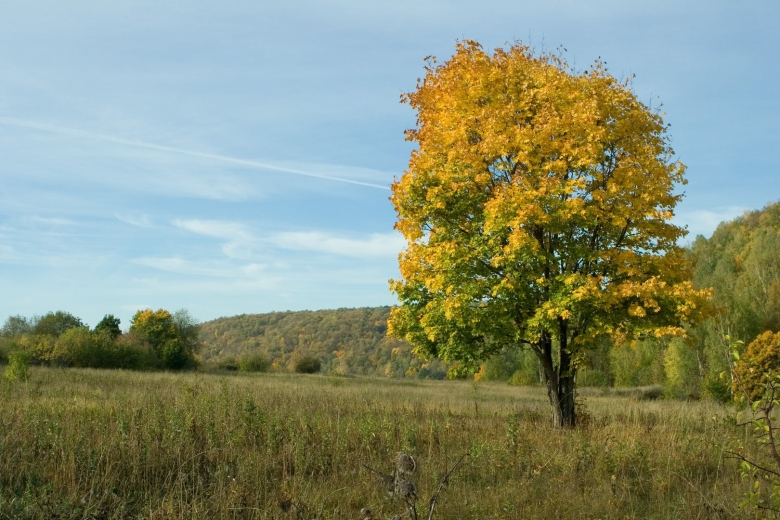 Клен остролистный дерево