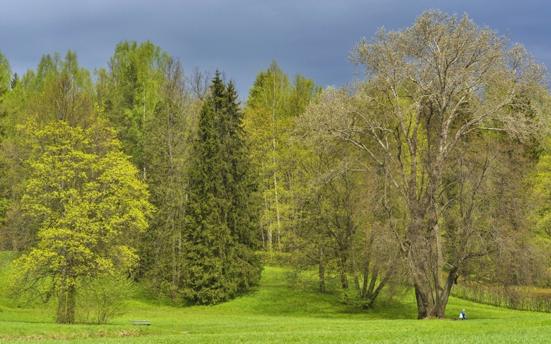 Опушка широколиственного леса