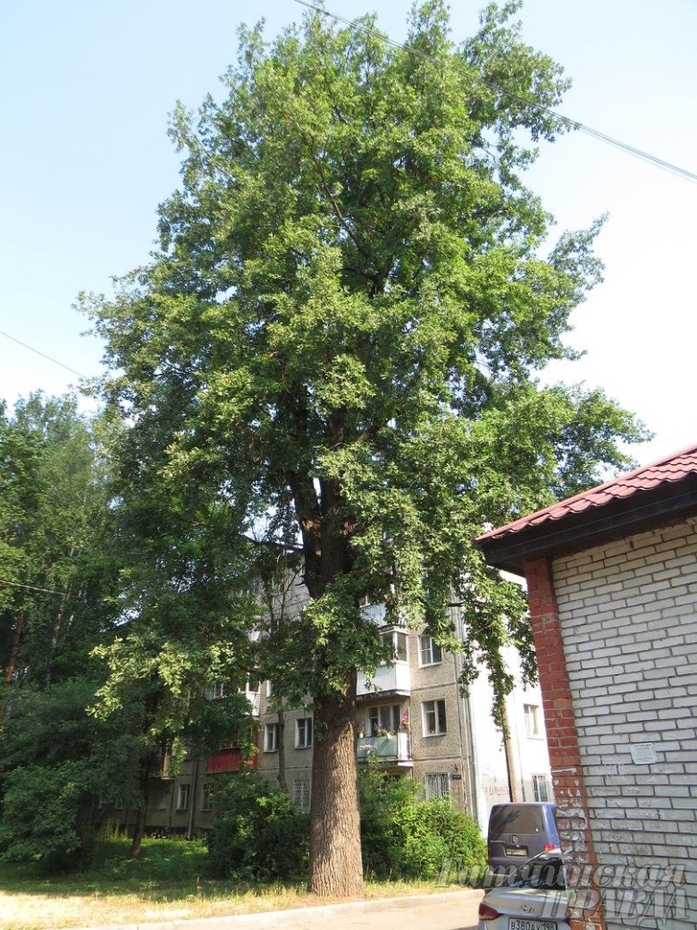 Деревья патриархи Сочи