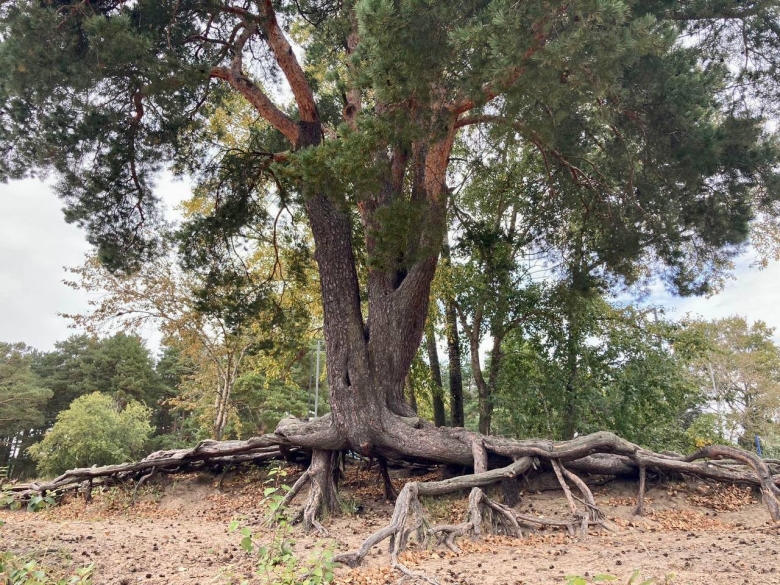 Деревья Ленинградской области фото