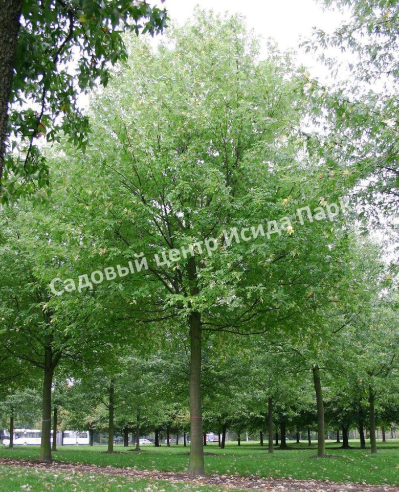 Клен серебристый Лациниатум Виери